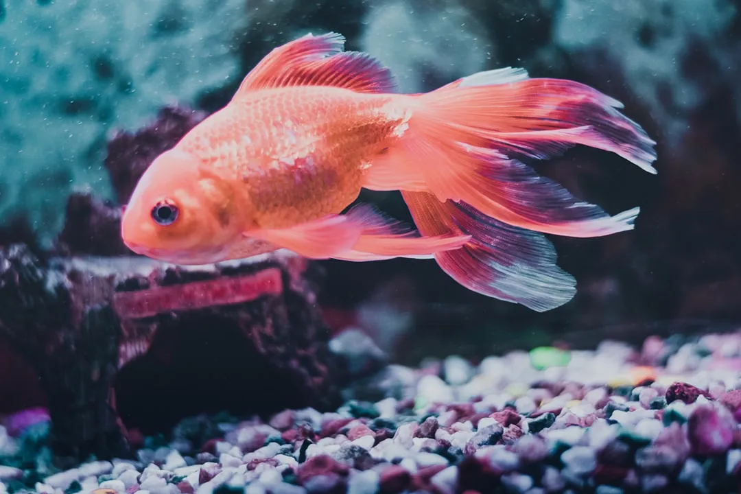 Pisces: The Dreamy Aquarium Fish (Image Credits: Unsplash)
