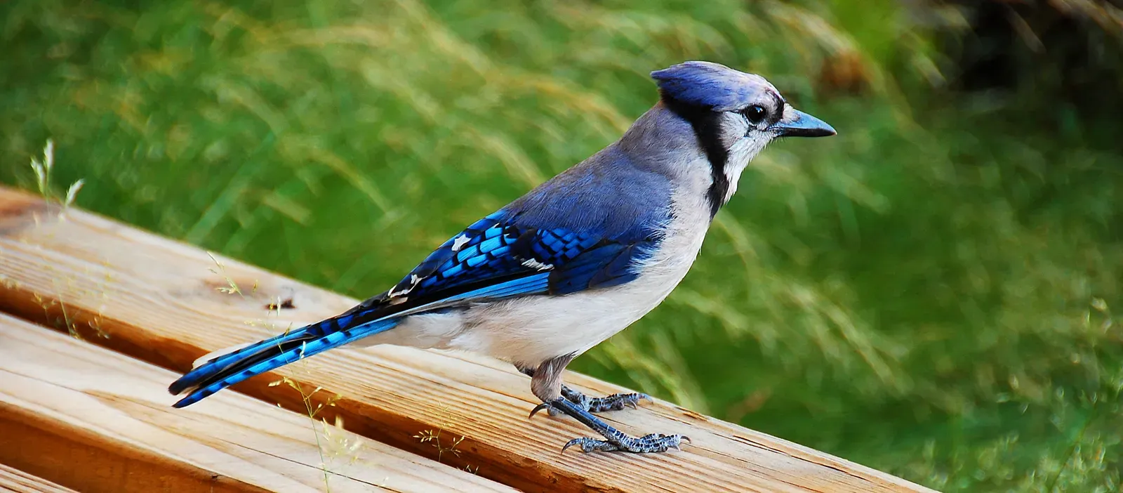 Blue Jay: The Bold and Brilliant Bully (Image Credits: Wikimedia)