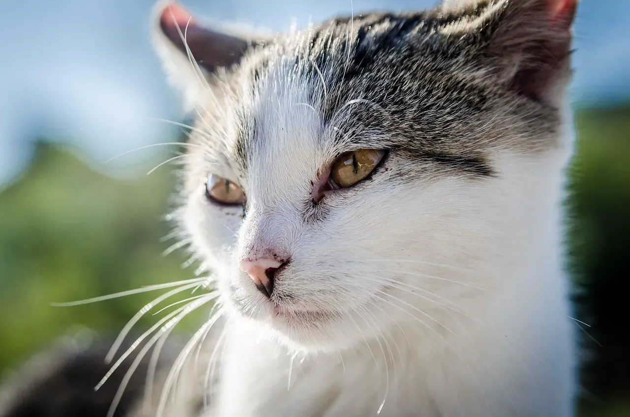 Schedule Twice-Yearly Vet Visits (Image Credits: Pixabay)