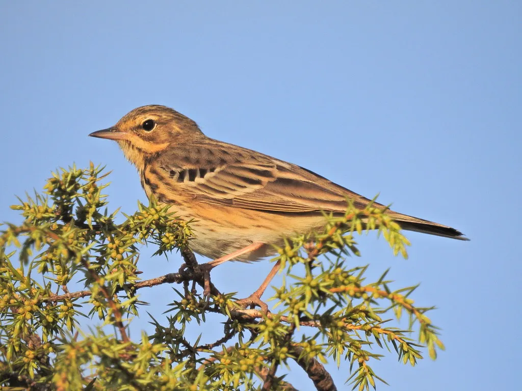 #28 - Tree Pipit and Other Subtle Songsters: Vanishing from Edges and Lawns (xulescu_g, Flickr, CC BY-SA 2.0)