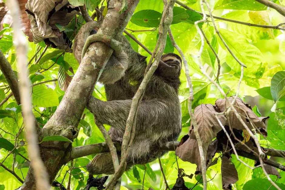 #10 - Sloths: The Slowest Animal in the Canopy Lets You Get Inches Away (Image Credits: Pexels)