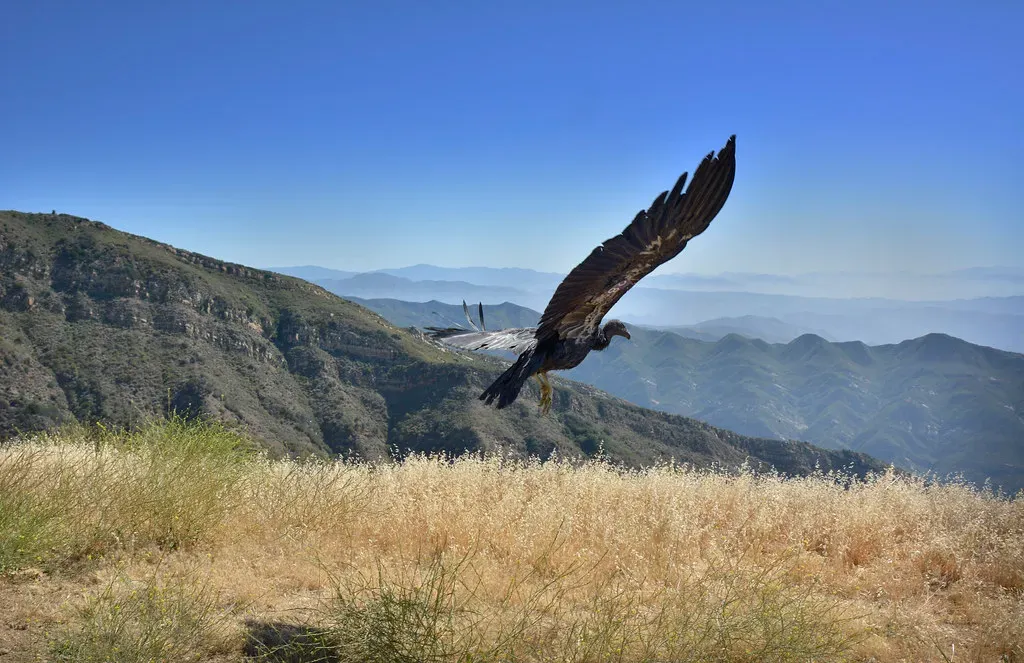 The Stubborn Threat of Lead (USFWS Pacific Southwest Region, Flickr, CC BY 2.0)