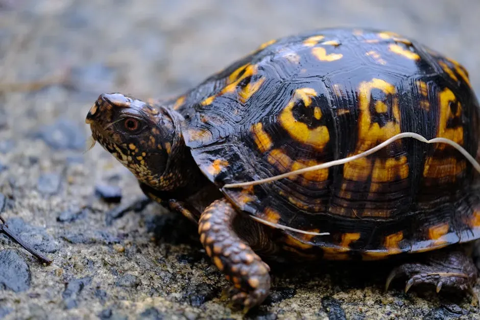 #1: Their Shell Is Literally Part of Their Skeleton (Image Credits: Pexels)