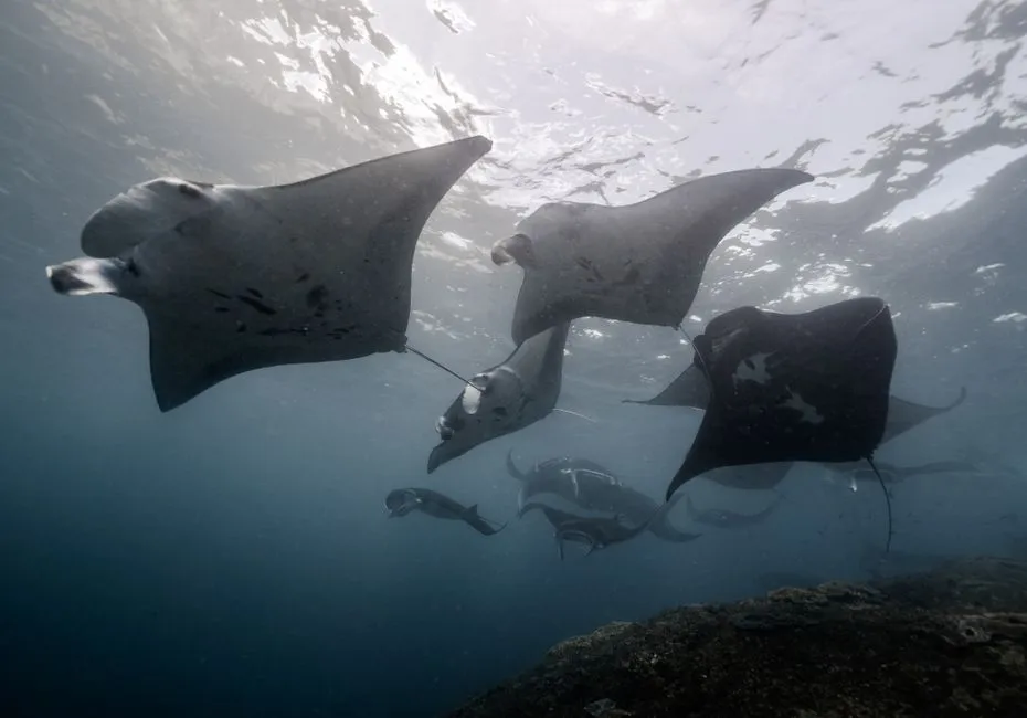 Social Minds: Do Manta Rays Have Underwater Friendships? (Image Credits: Pexels)