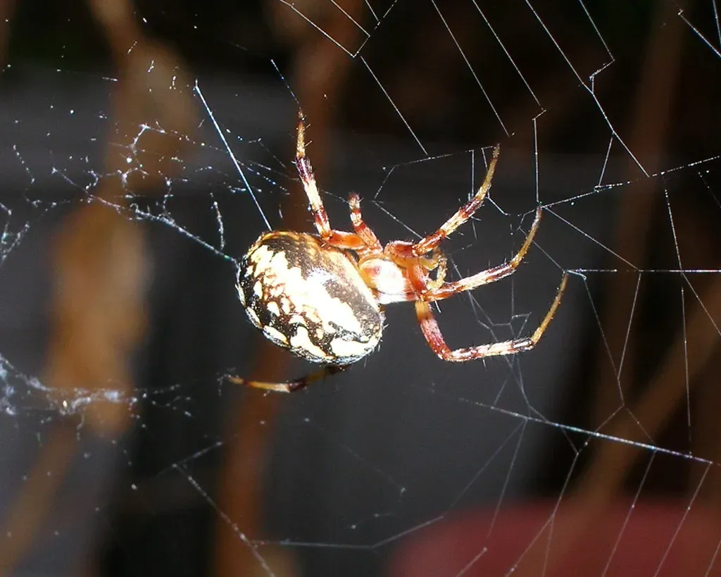 Spiders: Stealthy Pest Controllers (Image Credits: Flickr)