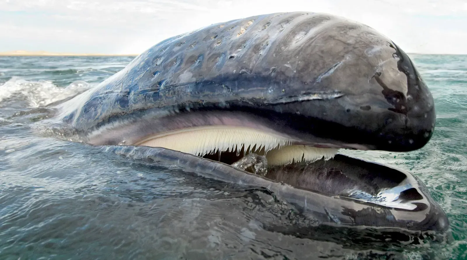 Bowhead Whale: The Arctic's Gentle Giant (Image Credits: Source: https://www.whaling-pirates.org/)