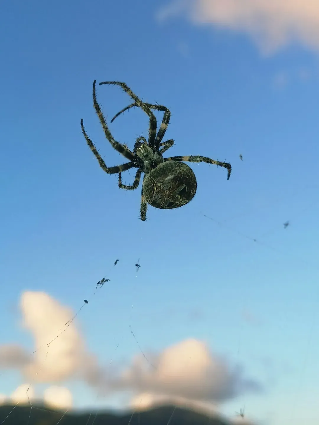 Spider Ballooning: Flying on Invisible Silk Threads (Image Credits: Unsplash)
