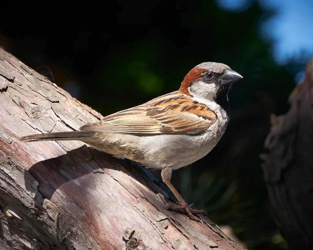 10. House Finch (Haemorhous mexicanus) (szeke, Flickr, CC BY-SA 2.0)