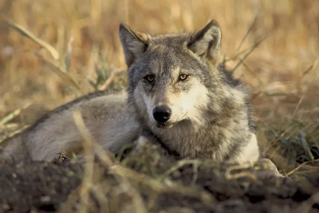 Conclusion: A Recovery Still in Progress (USFWS Endangered Species, Flickr, CC BY 2.0)