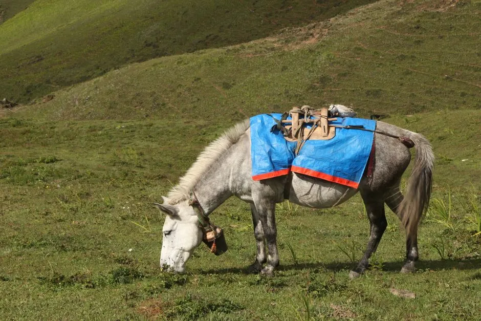 #3 - The Fake Grazing Act That's Actually a Perimeter Check (Image Credits: Pexels)