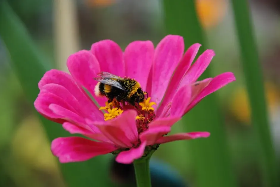 Plant Herbs and Vegetables That Attract Pollinators (Image Credits: Pexels)