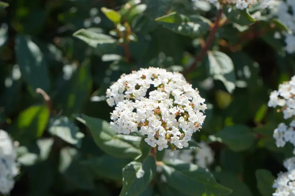 Viburnum (Viburnum spp.) &ndash; A Shrub That Covers All the Bases (Image Credits: Pexels)