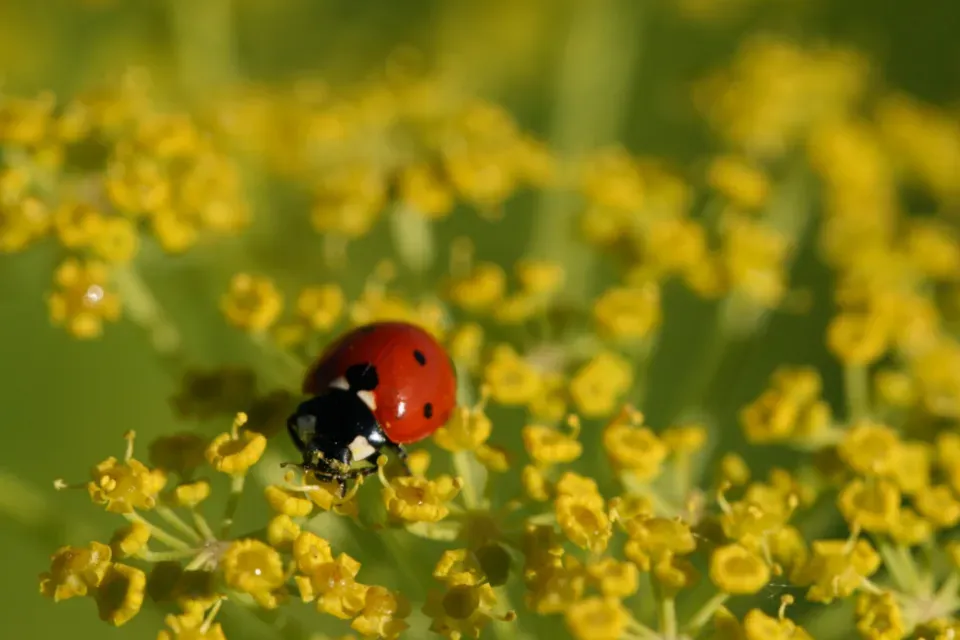 #7 Goldenrod (Solidago spp.) (Image Credits: Stocksnap)