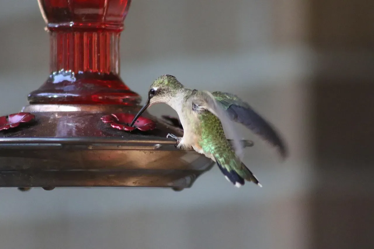 The Influence of Human Provided Feeders (Image Credits: Pixabay)