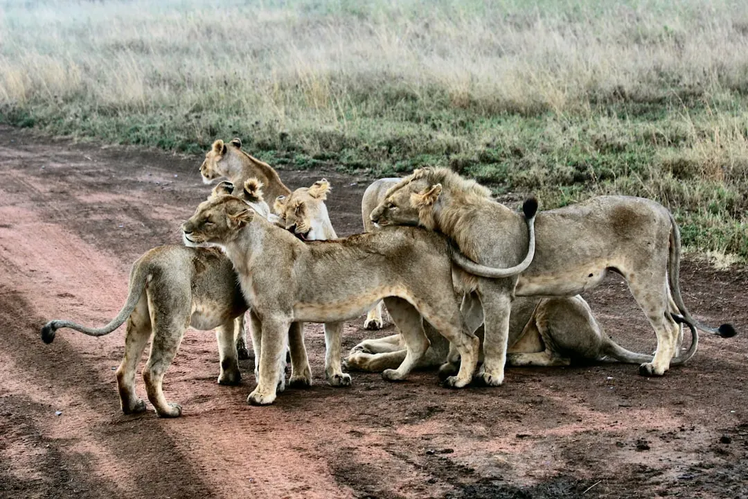 Jackals: The Misunderstood Family Units (Image Credits: Unsplash)