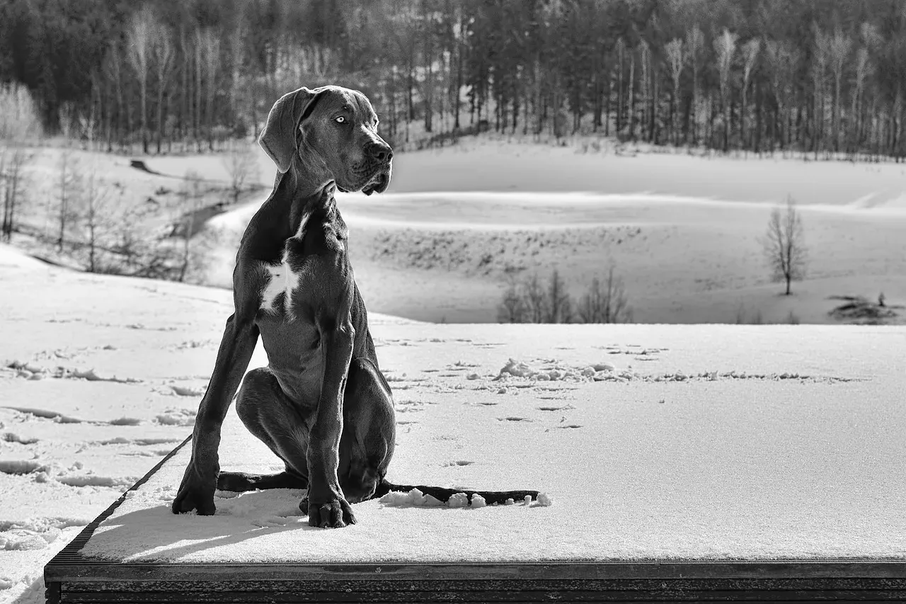 #7. Great Dane (Image Credits: Pixabay)