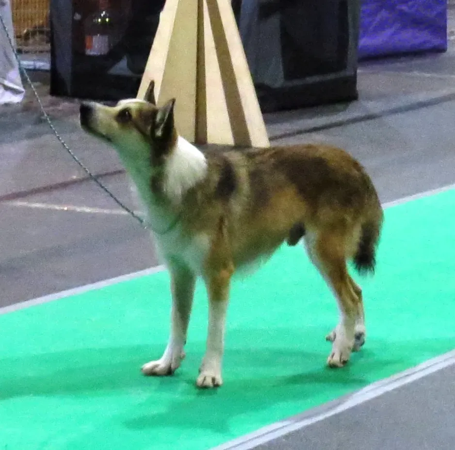 Norwegian Lundehund (Image Credits: Wikimedia)
