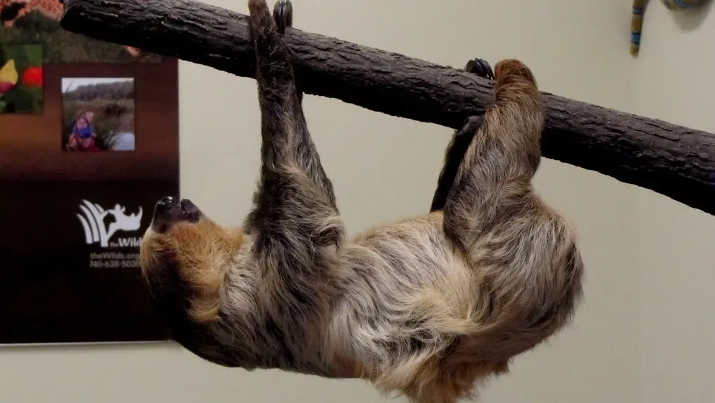 Conclusion: The Sloth Is Nature's Most Underrated Genius (j33pman, Flickr, CC BY-SA 2.0)