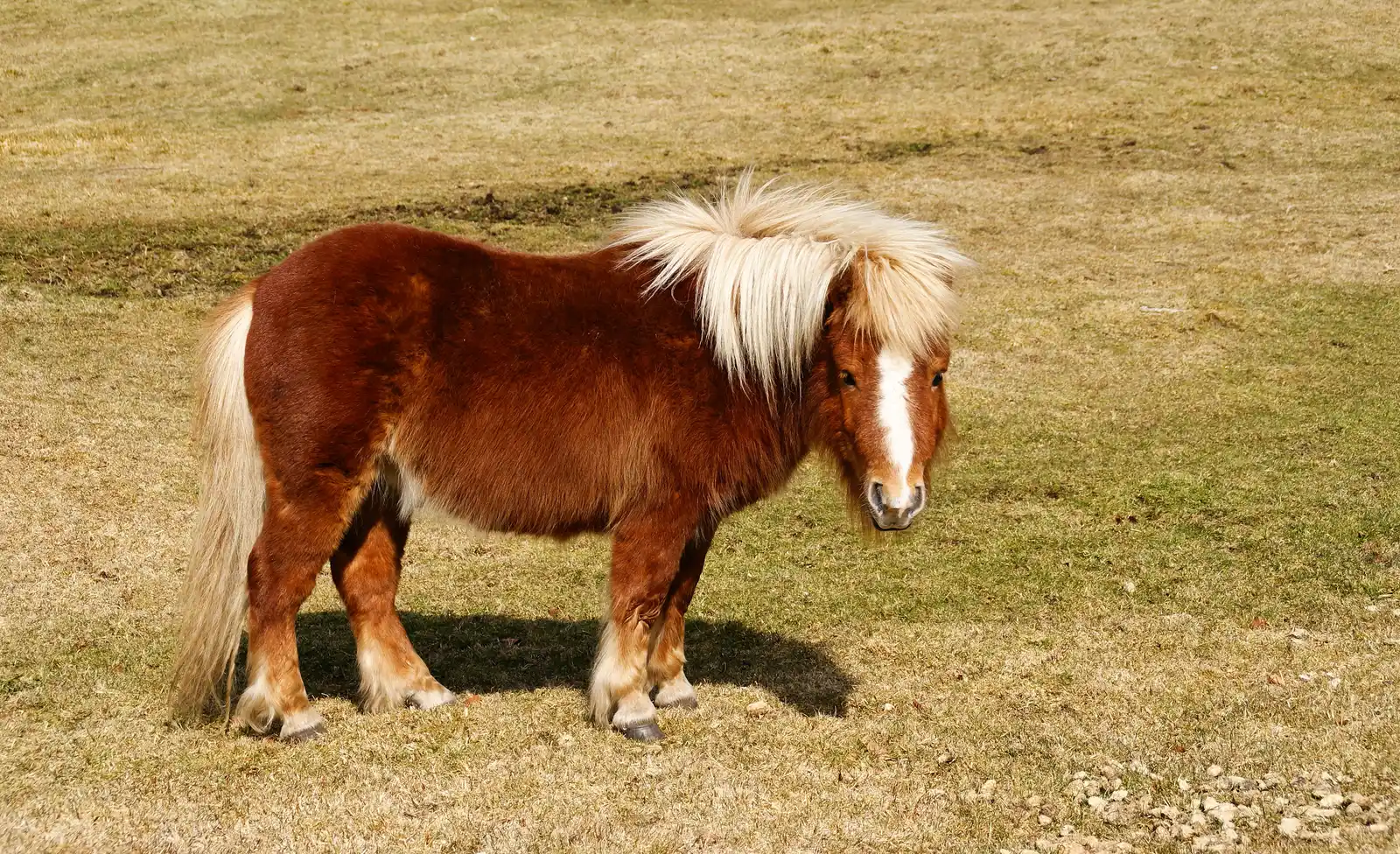 #2 - Shetland Ponies (By Herbythyme, CC BY-SA 4.0)