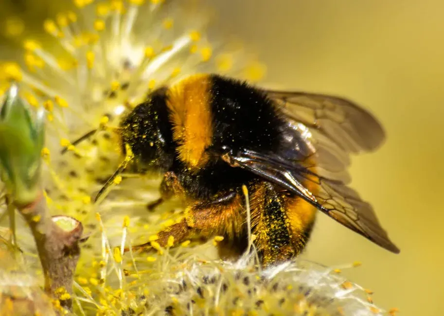 9. The Franklin's Bumble Bee: A Pollinator That May Already Be Gone (Image Credits: Pexels)