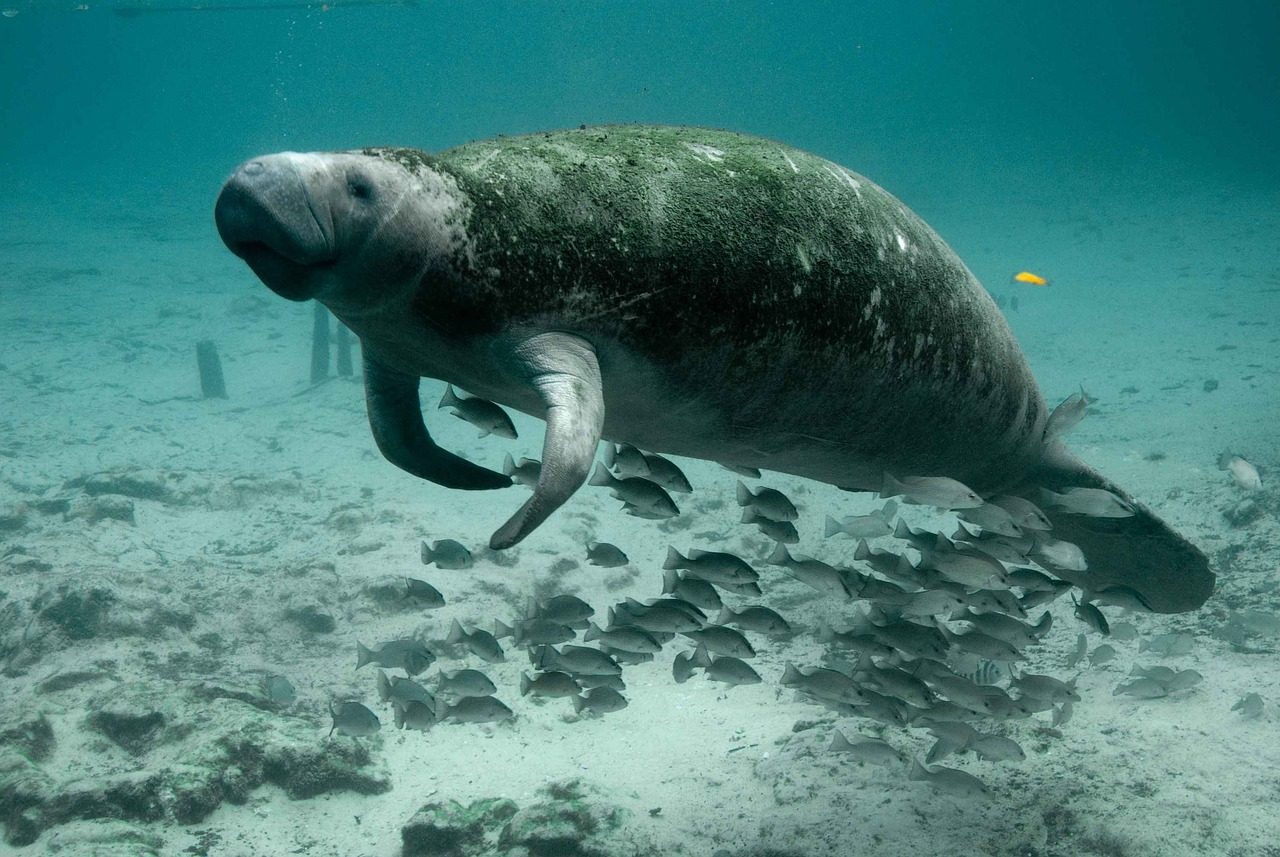 Florida Manatee: Gentle Giants Under Pressure (Image Credits: Pixabay)