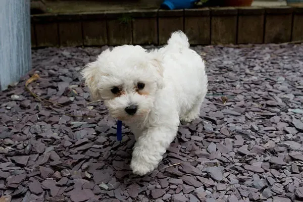 8. Bichon Frise: Small Dog, Enormous Joy (Wedding Photography by Jon Day, Flickr, CC BY 2.0)