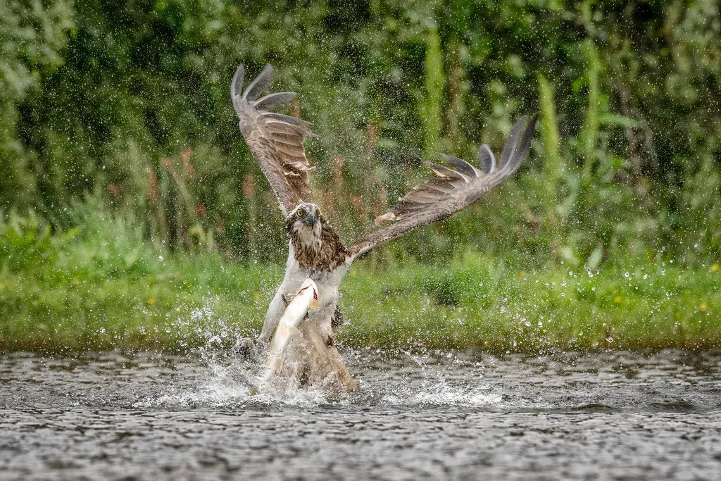 Conclusion: A Raptor As A River Report Card (cazalegg, Flickr, CC BY 2.0)