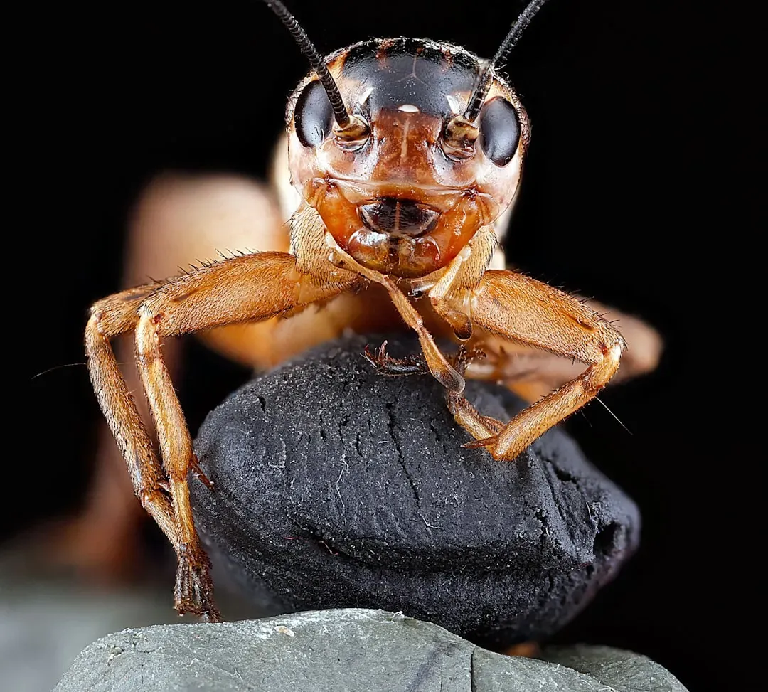Their Own Smell Brings More Roaches (Image Credits: Unsplash)