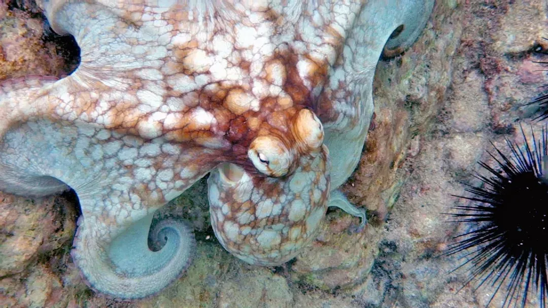 They're Shockingly Smart for Invertebrates (Image Credits: Unsplash)