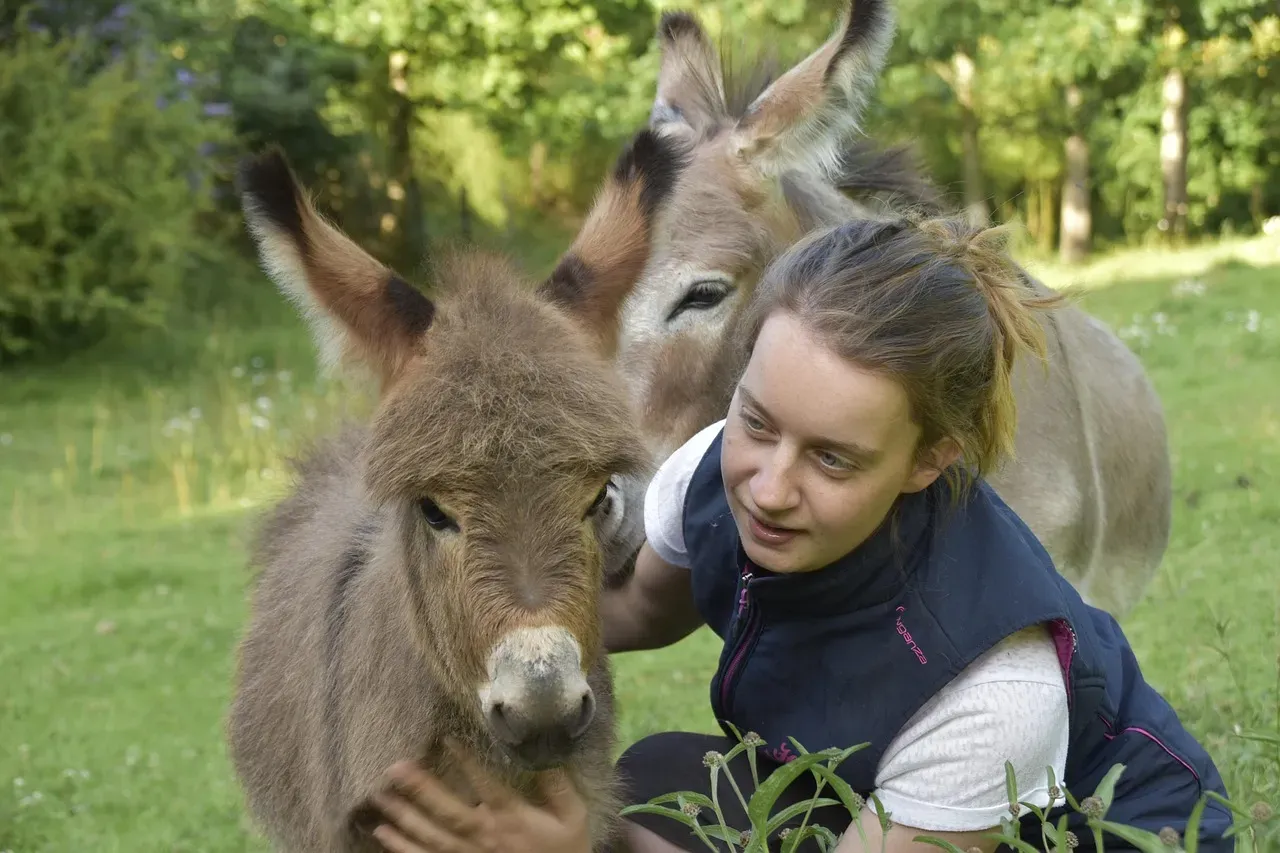 #16 - Miniature Donkey (Image Credits: Pixabay)