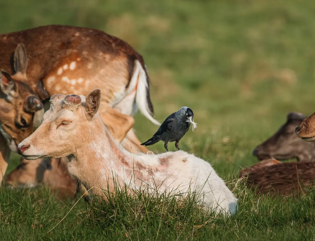 #16 - Group Feeding Happens Calmly in Your Presence (Image Credits: Unsplash)