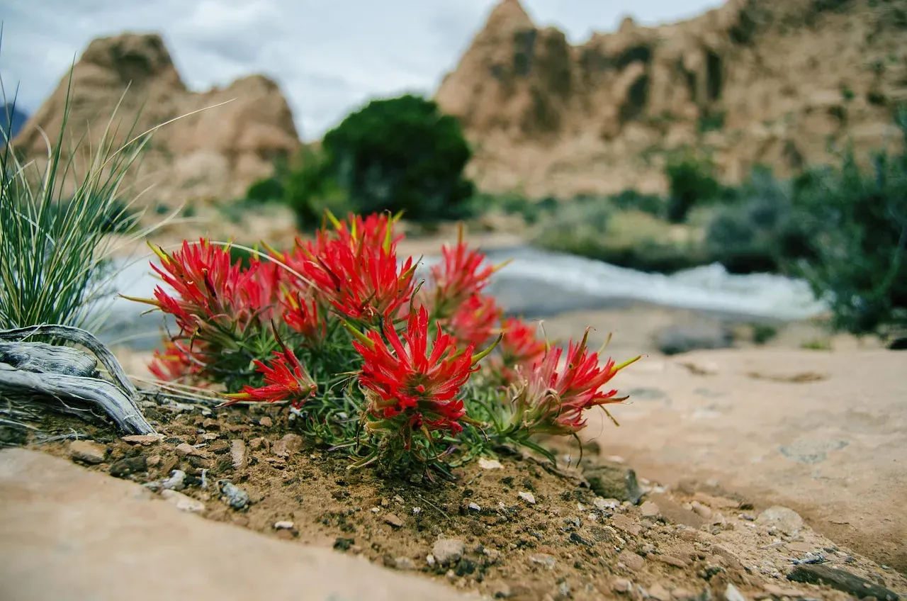 Desert Gold (Image Credits: Pixabay)