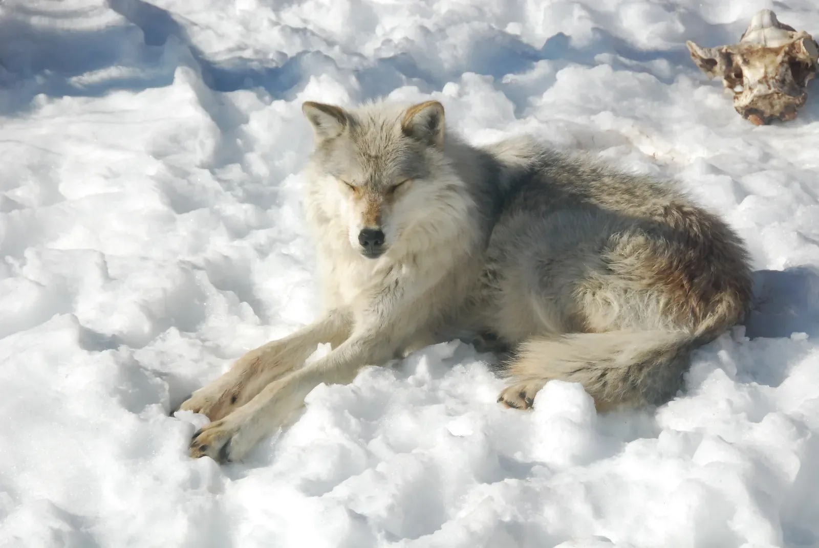 3. Never Try to Feed or Attract a Wolf (Haliburton Forest Wolf Centre - March 2011 - 049, CC BY 2.0)