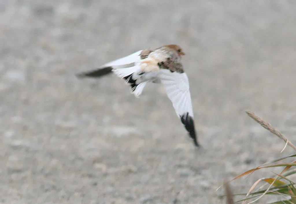 1. McKay's Bunting: The Rarest Bird in North America (Image Credits: Flickr)