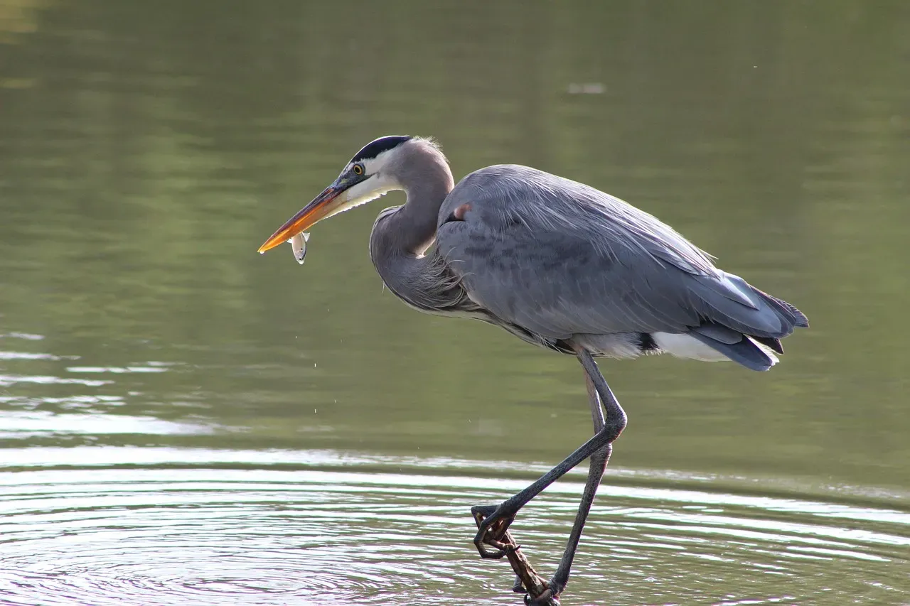 When the Heron Becomes a Problem: The Backyard Pond Reality (Image Credits: Pixabay)