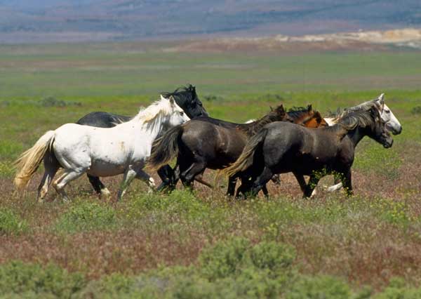 Theodore Roosevelt National Park, North Dakota (Image Credits: Wikimedia)