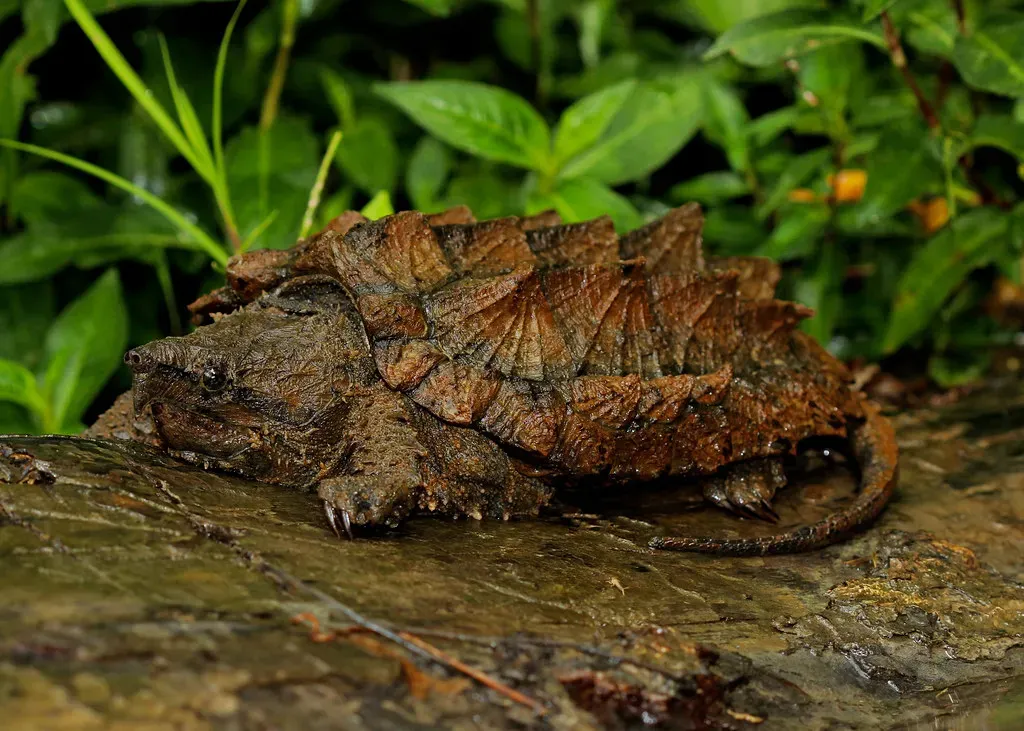 They're the Heavyweight Champions of North American Freshwater (Image Credits: Flickr)