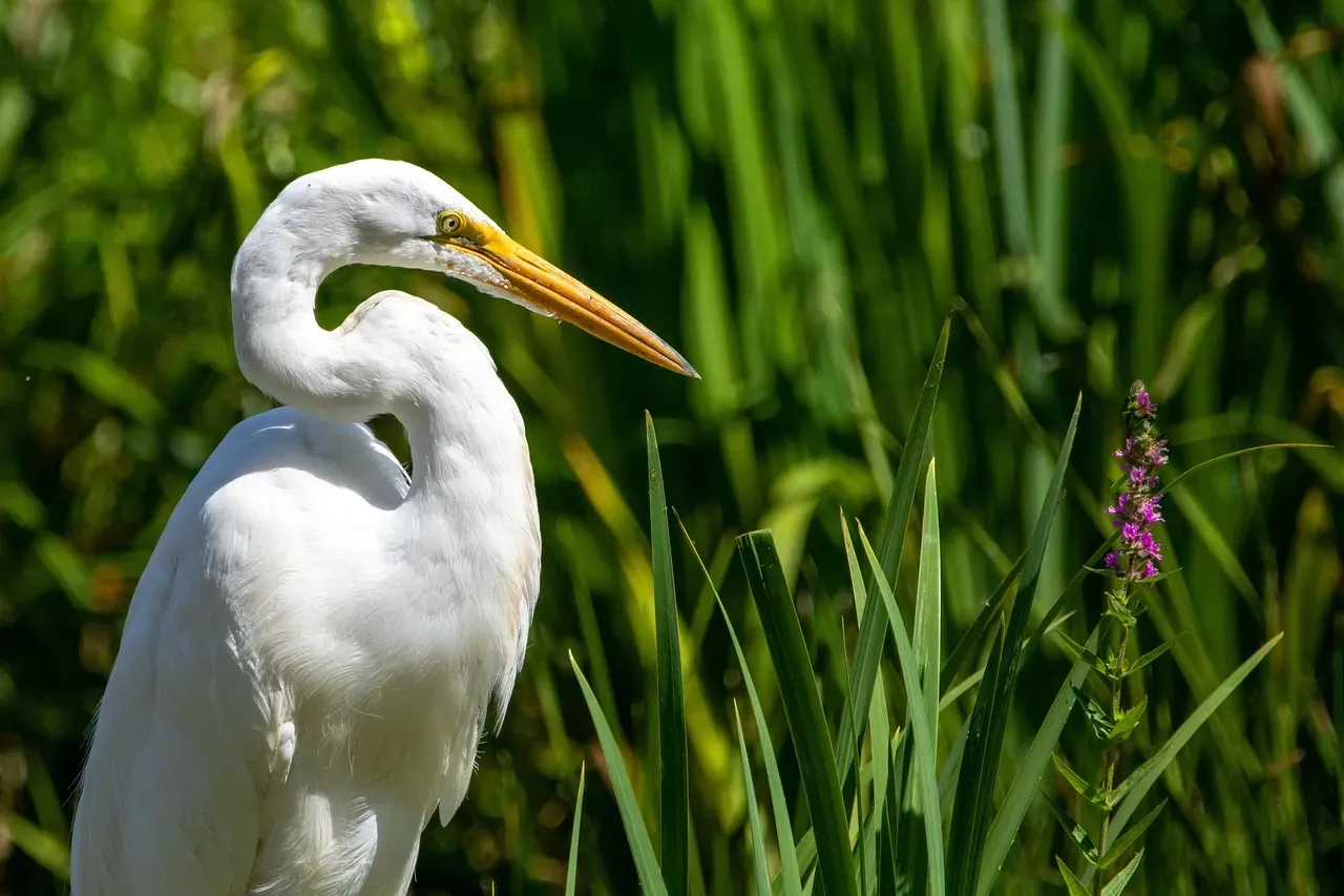 #7. Libra (September 23 – October 22): The Egret (Image Credits: Pixabay)