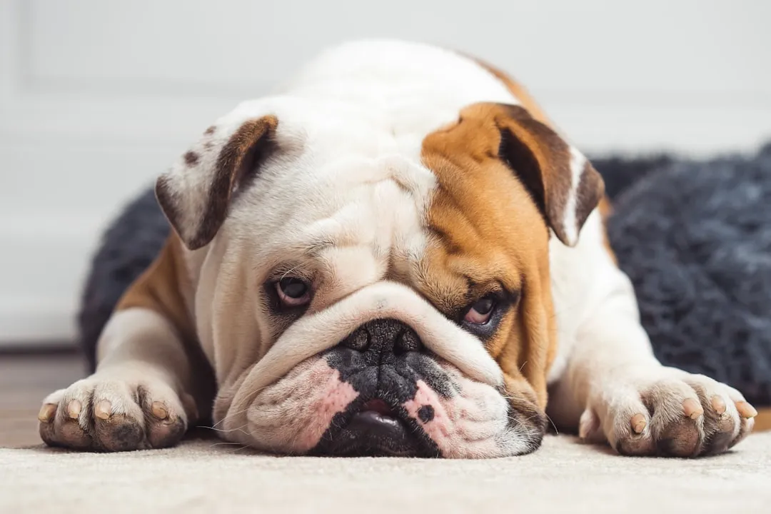 #15 - English Bulldog: Chill with Noise, Crushed by Lifestyle (Image Credits: Unsplash)