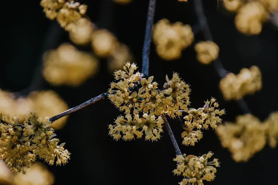 Spicebush (Lindera benzoin) (Image Credits: Pexels)