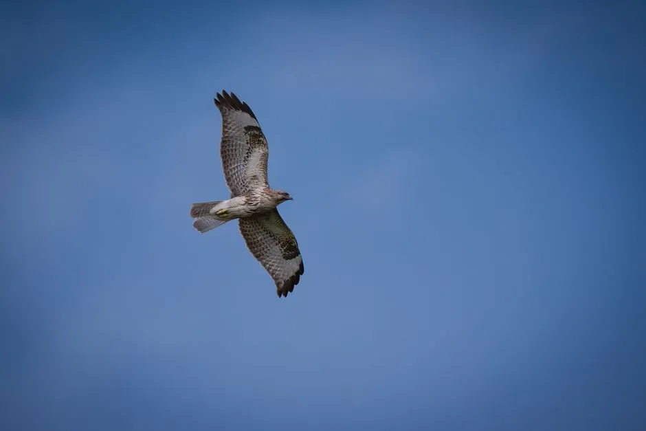 Symbolic Meanings People Attach to Hawks (Image Credits: Pexels)