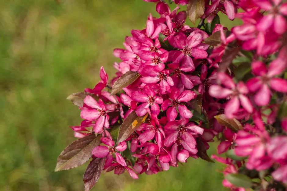 #12 - Crabapple Keeps Feeding Birds Long After Every Other Fruit Tree Is Empty (Image Credits: Pexels)
