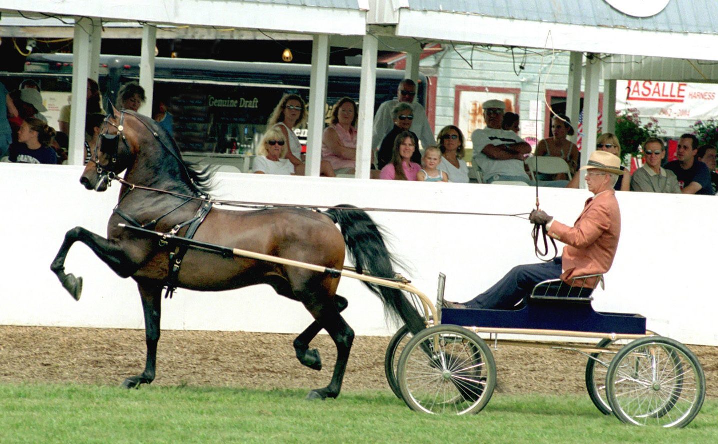 Virgo: The Morgan Horse (Image Credits: Wikimedia)