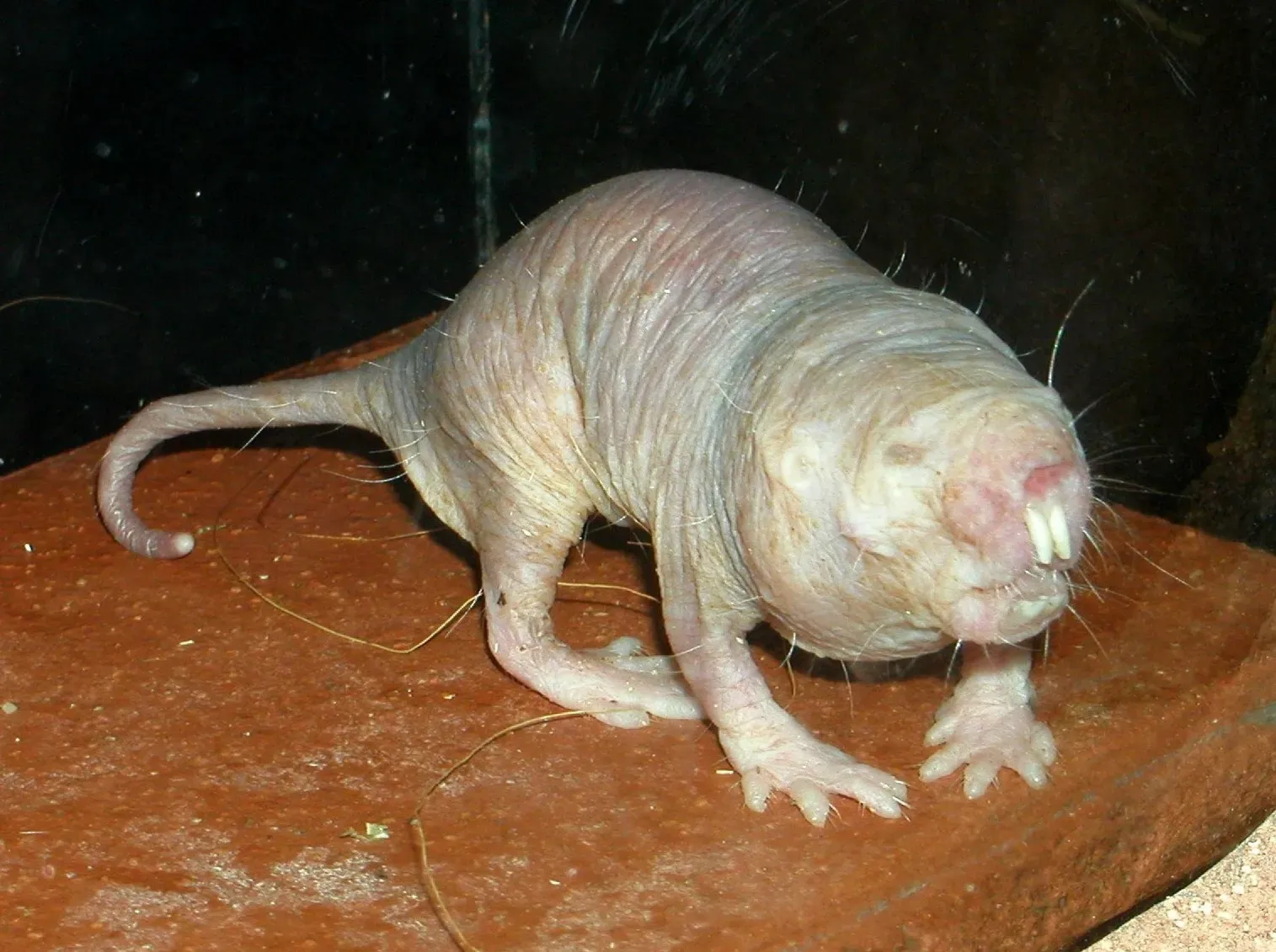 8. The Naked Mole Rat: The Cancer-Proof Underground Superhero (By Roman Klementschitz, Wien, CC BY-SA 3.0)
