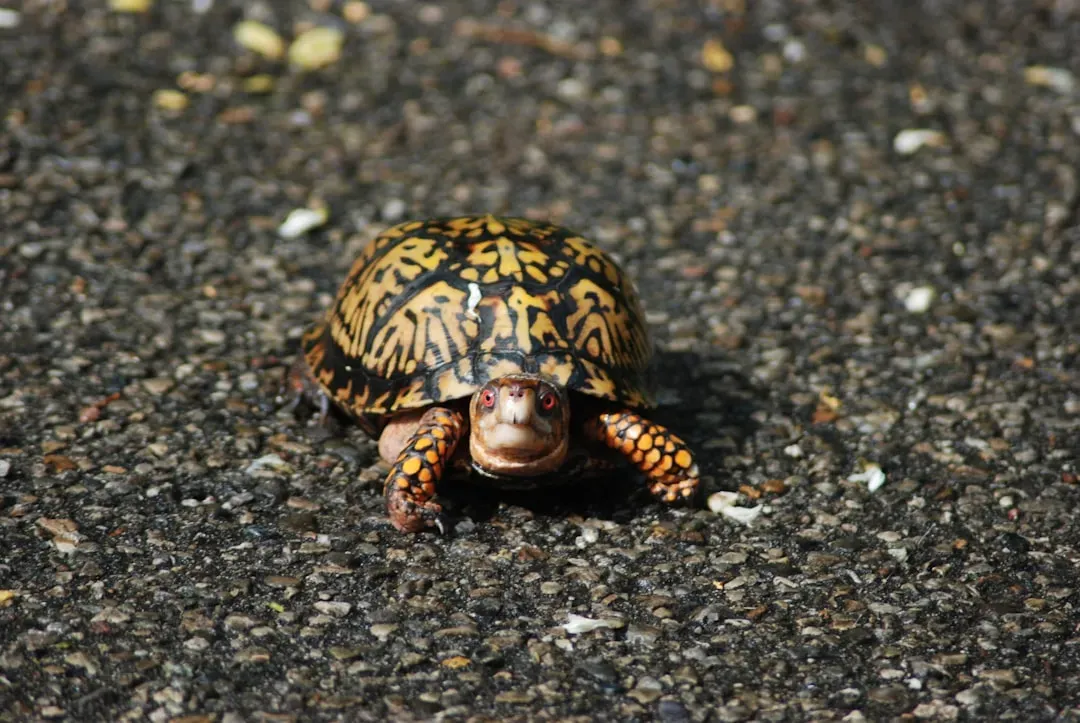 The Turtle: Slow, Steady, and Unstoppable (Image Credits: Unsplash)