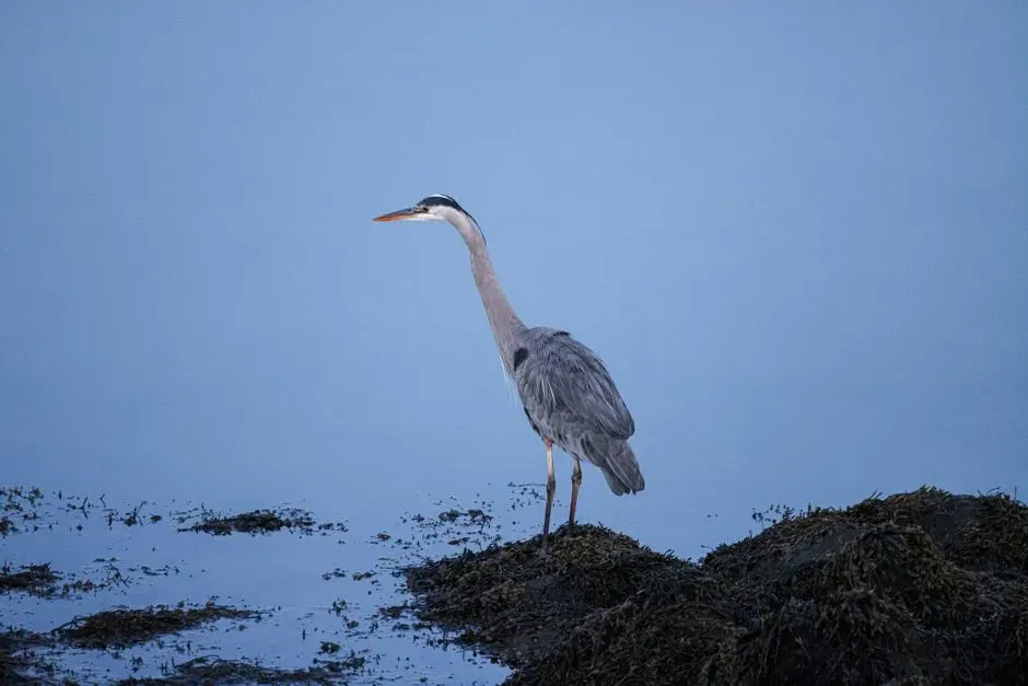 What Makes a Pond Worth Returning To (Image Credits: Pexels)