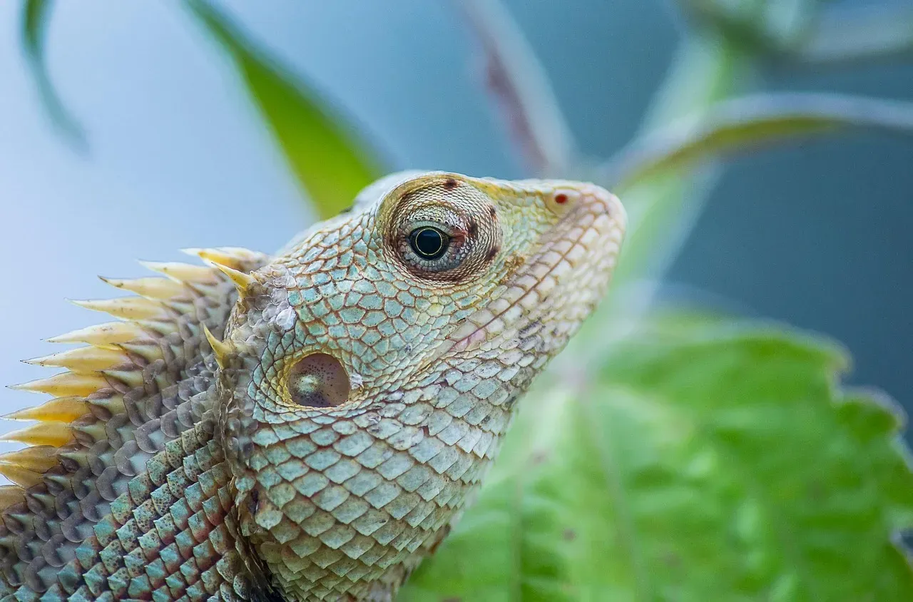 The Chameleon's Independent Eye Movement (Image Credits: Pixabay)