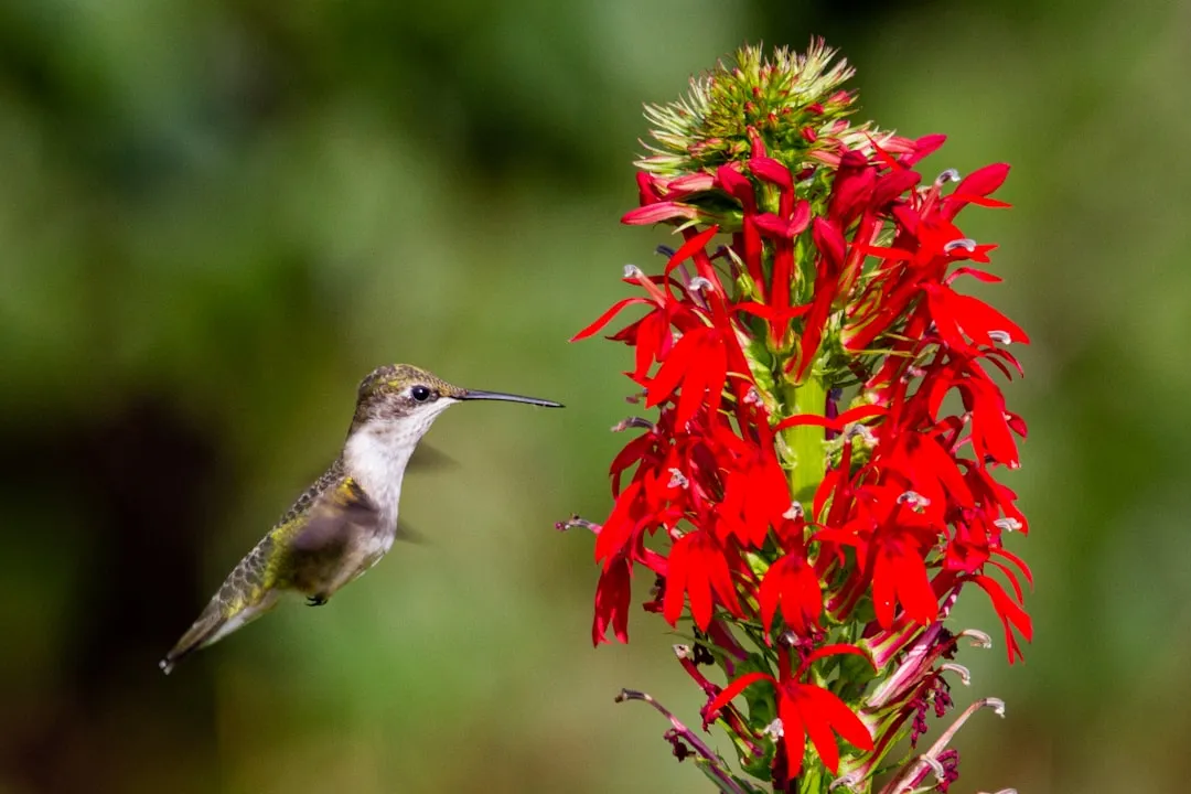 #5 - Cardinal Flower (Lobelia cardinalis): The High-Octane Native (Image Credits: Unsplash)