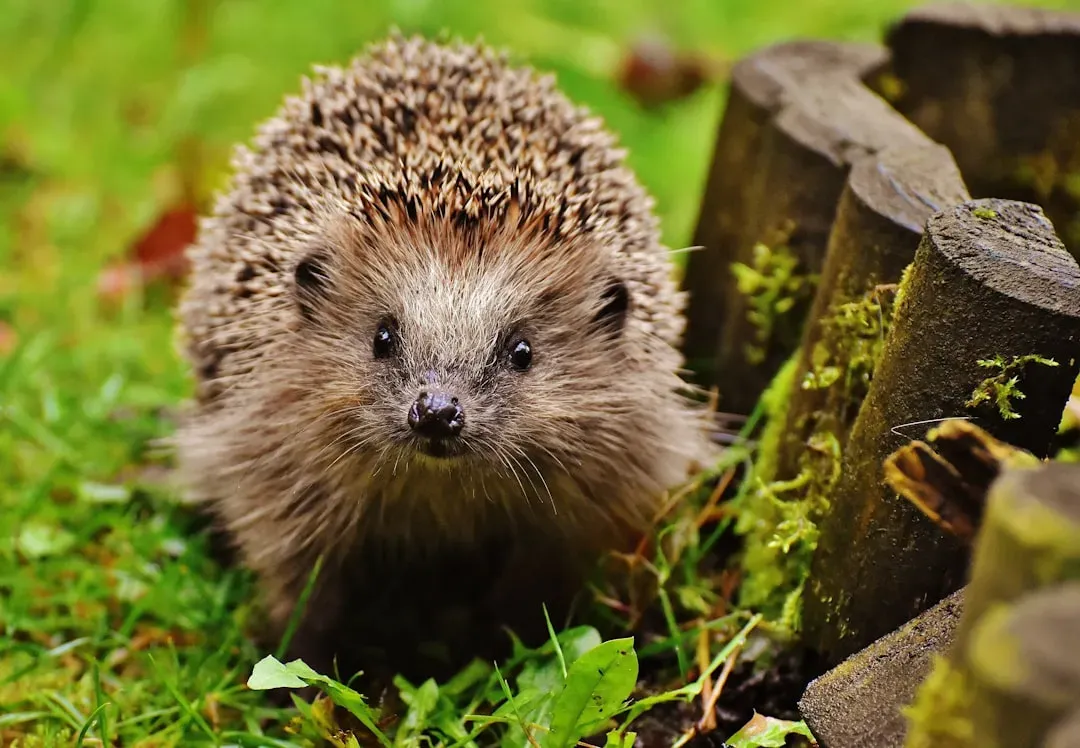 Ultrasound as a Game-Changer for Wildlife Research (Image Credits: Unsplash)