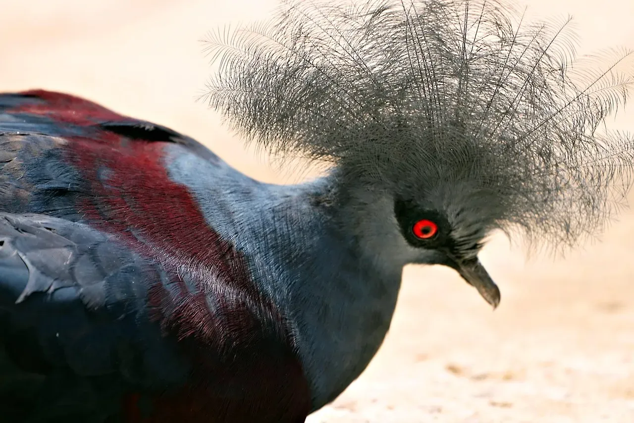 4. White-crowned Pigeon: A Caribbean Visitor That Stays in Florida (Image Credits: Pixabay)